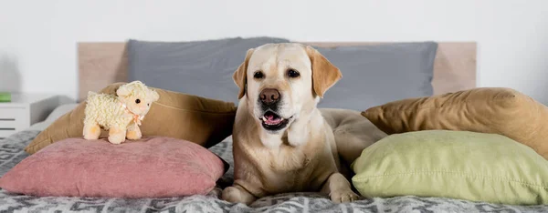 Cane labrador sdraiato vicino a cuscini e agnello giocattolo sul letto, banner — Foto stock