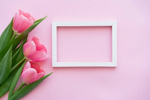 Vue de dessus du cadre près des tulipes en fleurs sur rose — Photo de stock