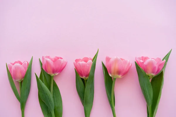 Vista superior de la fila con tulipanes florecientes aislados en rosa - foto de stock