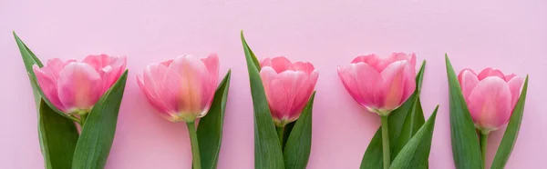 Top view of row with blooming tulips isolated on pink, banner — Stock Photo