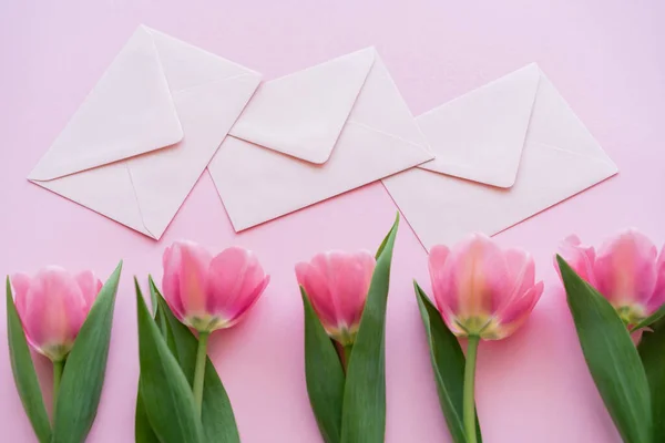 Vista dall'alto di fila con tulipani in fiore e buste isolate su rosa — Foto stock