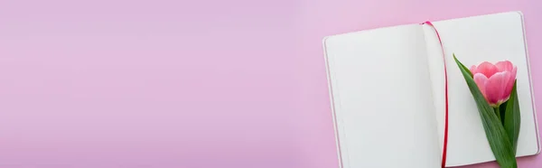 Vista superior da tulipa perto de notebook em branco em rosa, banner — Fotografia de Stock