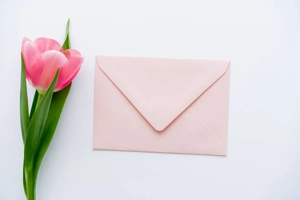 Вид зверху на рожевий тюльпан біля пастельного конверта на білому — стокове фото