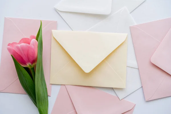 Draufsicht auf rosa Tulpe in der Nähe pastellfarbener Umschläge auf Weiß — Stockfoto