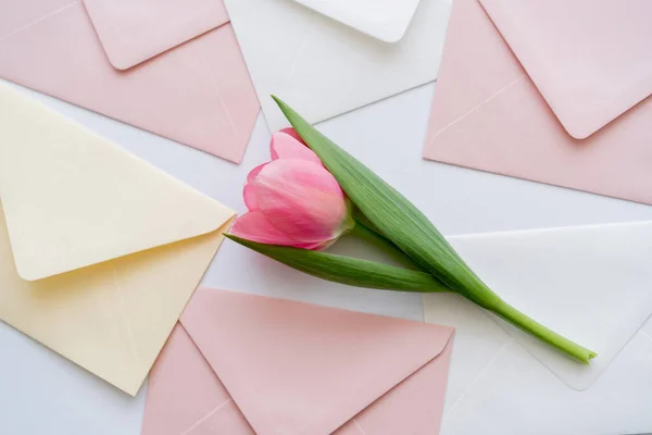 Draufsicht auf rosa Tulpe auf pastellfarbenen Umschlägen auf weiß — Stockfoto