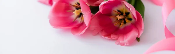 Primo piano di tulipani rosa vicino a nastro su bianco, stendardo — Foto stock