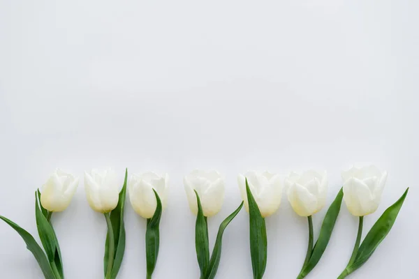 Vista superior da linha com tulipas no fundo branco — Fotografia de Stock