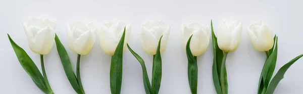 Top view of row with tulips on white, banner — Stock Photo