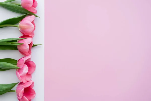 Draufsicht auf blühende Tulpen auf weiß und rosa — Stockfoto