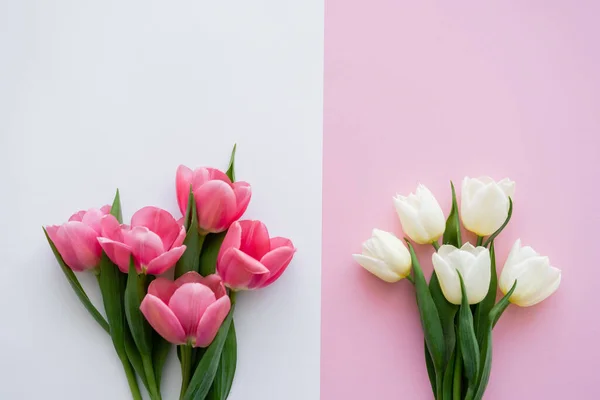 Draufsicht auf blühende Tulpen auf weiß und rosa — Stockfoto