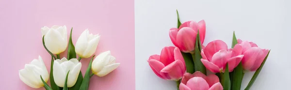 Draufsicht auf blühende Tulpen auf weiß und rosa, Banner — Stockfoto