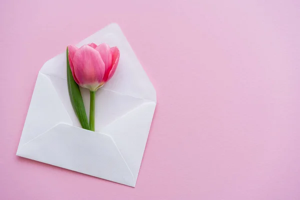 Вид зверху квітучого тюльпана в білому конверті на рожевому, концепція Дня матері — стокове фото