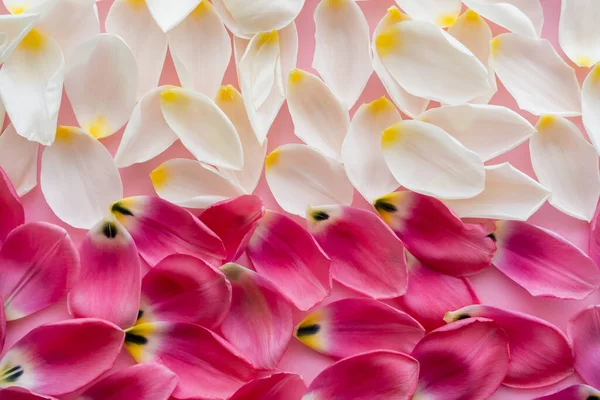 Vista superior de pétalas florais brancas e rosa, conceito do dia das mães — Fotografia de Stock