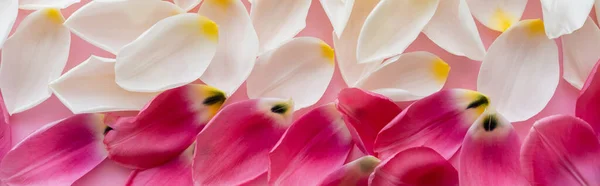 Vue de dessus des pétales floraux blancs et roses, bannière — Photo de stock