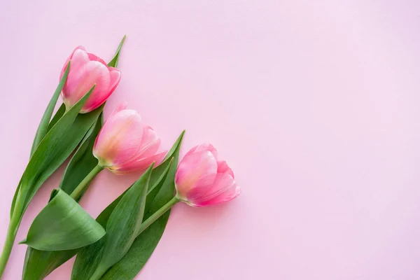 Vista superior de tulipanes florecientes con hojas verdes en rosa, concepto del día de las madres - foto de stock