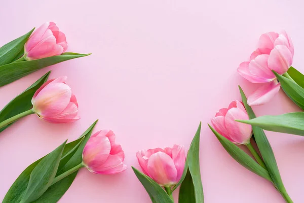 Flache Lage blühender Tulpen mit grünen Blättern auf rosa, Muttertagskonzept — Stockfoto