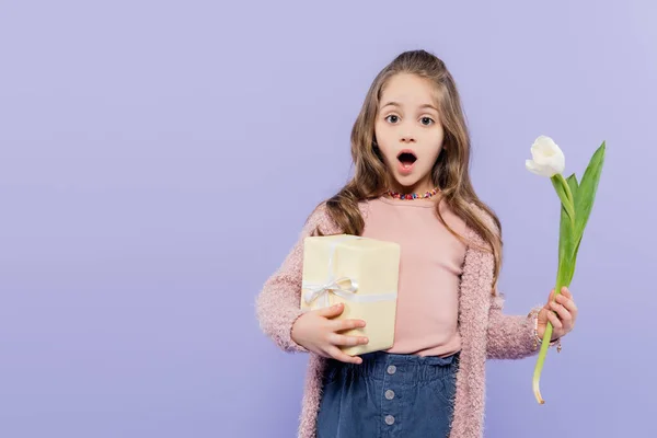 Shocked girl holding gift box and tulip isolated on purple — Stock Photo