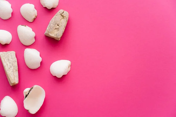 Top view of seashells and stones on pink background — Stock Photo