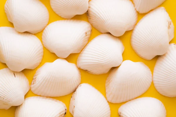 Top view of white seashells on yellow background — Stock Photo