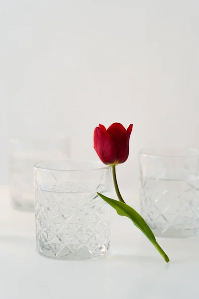 Tulipa vermelha perto de óculos com água pura em fundo cinza desfocado — Fotografia de Stock