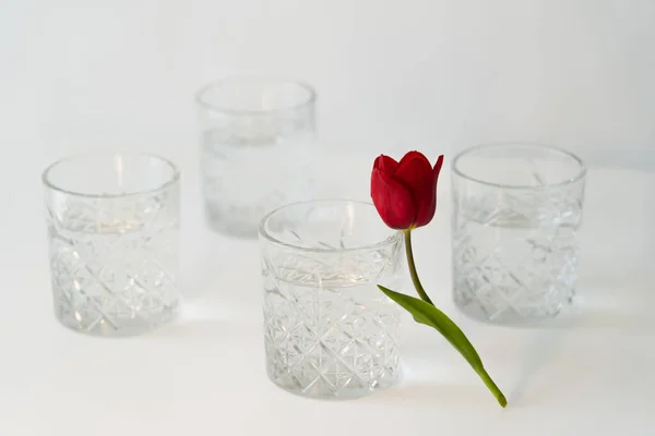 Rote Tulpe und transparente Gläser mit Wasser auf weißer Oberfläche und verschwommenem Hintergrund — Stockfoto