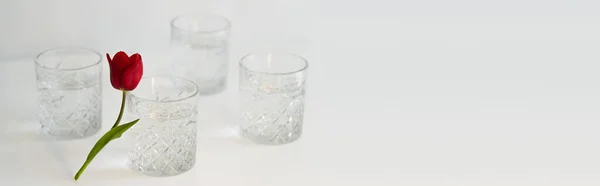 Verres à facettes cristal avec eau et tulipe rouge sur fond blanc avec espace de copie, bannière — Photo de stock