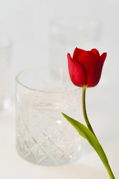 Close up vista da tulipa vermelha perto de vidro com água doce no fundo branco desfocado — Fotografia de Stock