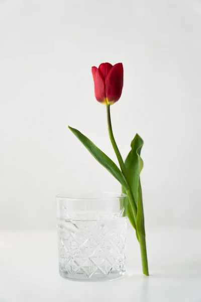 Red tulip near transparent glass with fresh water on white background — Stock Photo