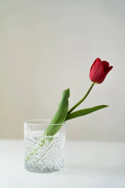 Tulipano rosso in vetro sfaccettato con acqua dolce su superficie bianca isolata su grigio — Foto stock