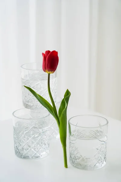 Tulipa vermelha com folhas verdes perto de copos facetados de água no fundo branco — Fotografia de Stock