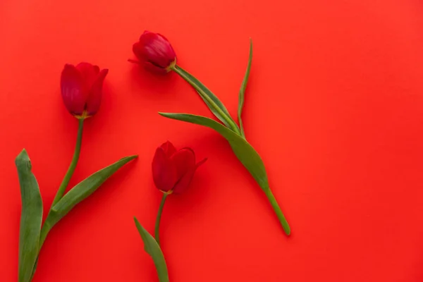 Draufsicht auf frische Tulpen mit grünen Blättern auf rotem Hintergrund — Stockfoto