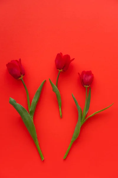 Vista superior de três tulipas com folhas verdes no fundo vermelho — Fotografia de Stock