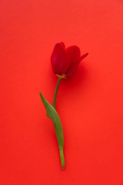 Vista superior del tulipán fresco natural sobre fondo rojo brillante - foto de stock