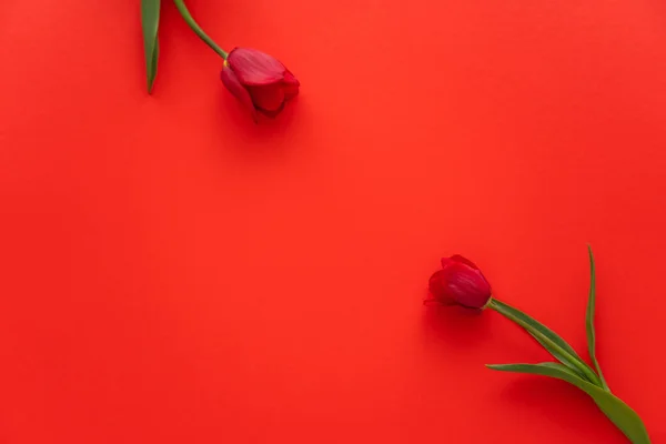 Vue de dessus des tulipes naturelles fraîches sur fond rouge avec espace de copie — Photo de stock