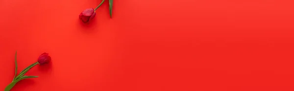 Vue du dessus des tulipes fraîches avec des feuilles vertes sur fond rouge avec espace de copie, bannière — Photo de stock