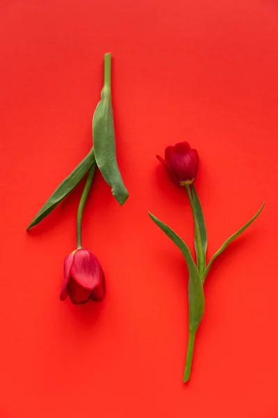 Vista superior de duas tulipas frescas com folhas verdes no fundo vermelho — Fotografia de Stock