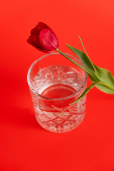 High angle view of tulip and faceted glass with water on red background — Stock Photo