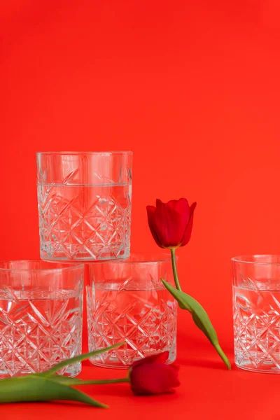 Fresh tulip near transparent glasses with pure water on red background — Stock Photo