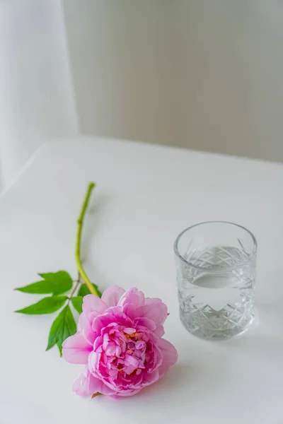 Glass with water and pink peony with green leaves on white tabletop and grey background — Stock Photo