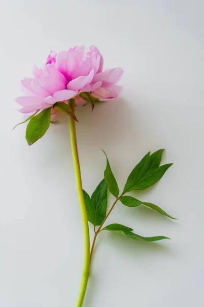 Top view of pink peony with green leaves on white background — Stock Photo