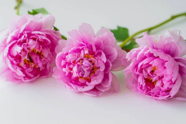 Vista ravvicinata di peonie fresche con petali rosa su sfondo bianco — Foto stock