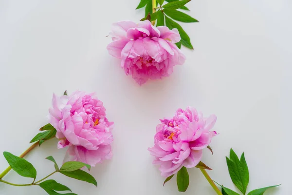 Draufsicht auf rosa Pfingstrosenblüten mit grünen Blättern auf weißem Hintergrund — Stockfoto