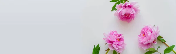 Vista dall'alto di peonie con petali rosa su sfondo bianco con spazio di copia, banner — Foto stock