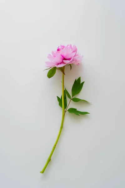 Вид зверху на натуральну рожеву півонію з зеленим листям на білому тлі — стокове фото