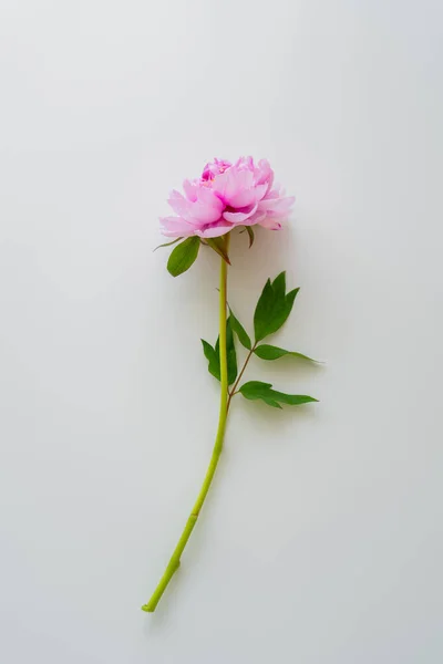 Vista superior de la peonía rosa natural con hojas verdes sobre fondo blanco - foto de stock