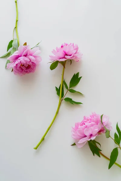 Vista superior de peonías rosadas frescas sobre fondo blanco - foto de stock