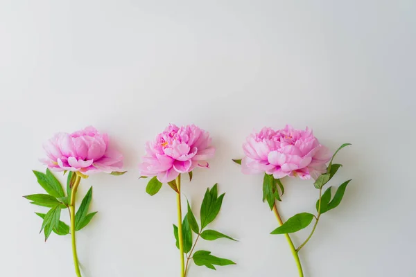 Vue de dessus des pivoines roses avec des feuilles vertes sur fond blanc — Photo de stock