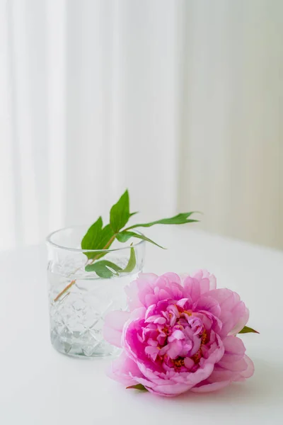 Pivoine rose près du verre avec de l'eau et des feuilles vertes sur fond blanc et gris — Photo de stock