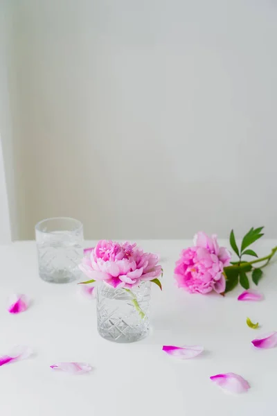 Pink peonies and petals near glasses with fresh water on white surface and grey background — Stock Photo