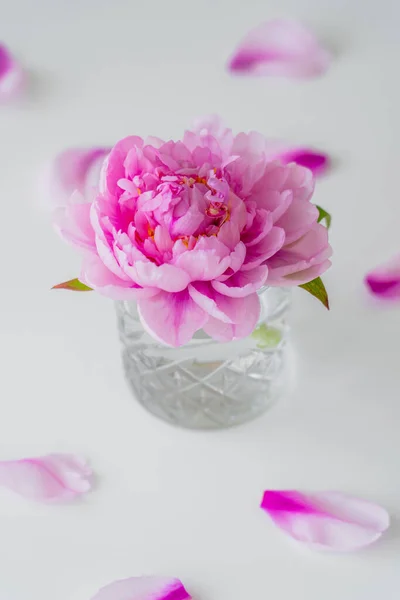 Близкий вид пиона с розовыми лепестками в огранённом стекле на белом и размытом фоне — стоковое фото